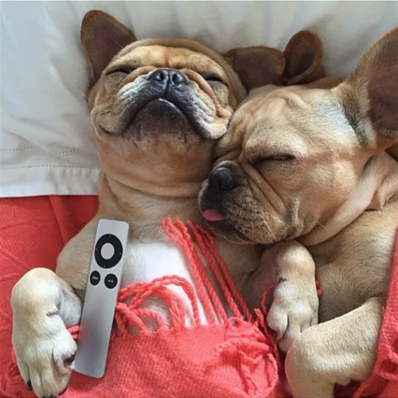 Two relaxed French bulldogs lounging with a TV remote